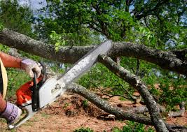 How Our Tree Care Process Works  in  Lake Placid, NY