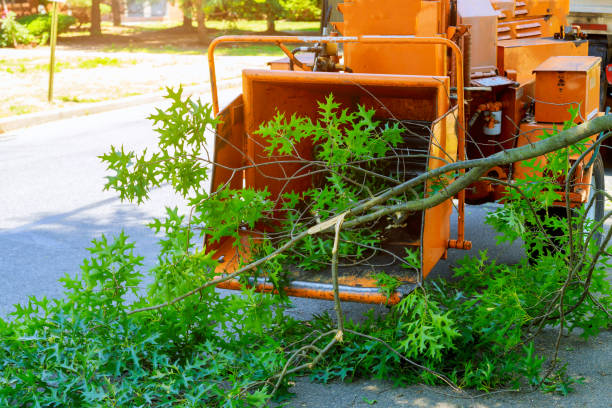 Best Storm Damage Tree Cleanup  in Lake Placid, NY