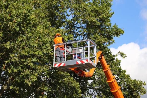 Best Tree Risk Assessment  in Lake Placid, NY