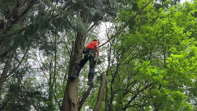 Best Fruit Tree Pruning  in Lake Placid, NY