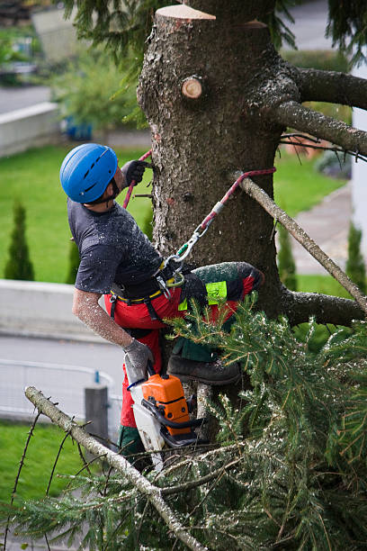 Best Utility Line Clearance  in Lake Placid, NY